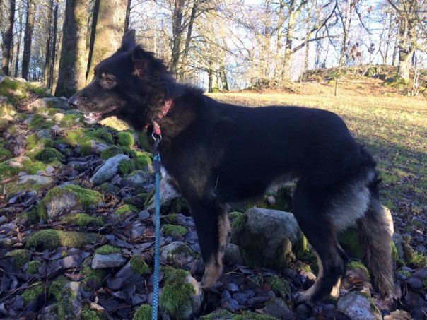 12231148_10153739251246810_1847275013_n