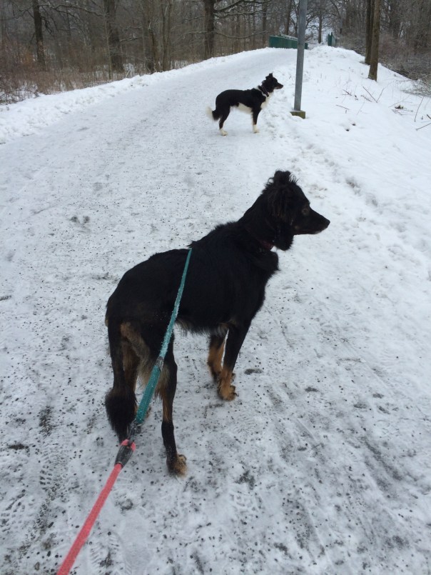 12443806_10153874481476810_1247350479_o