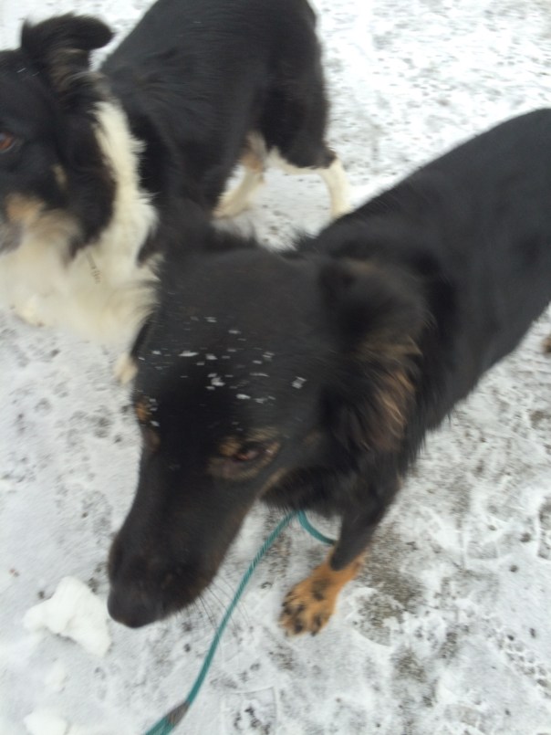 12557067_10153874481611810_497949203_o